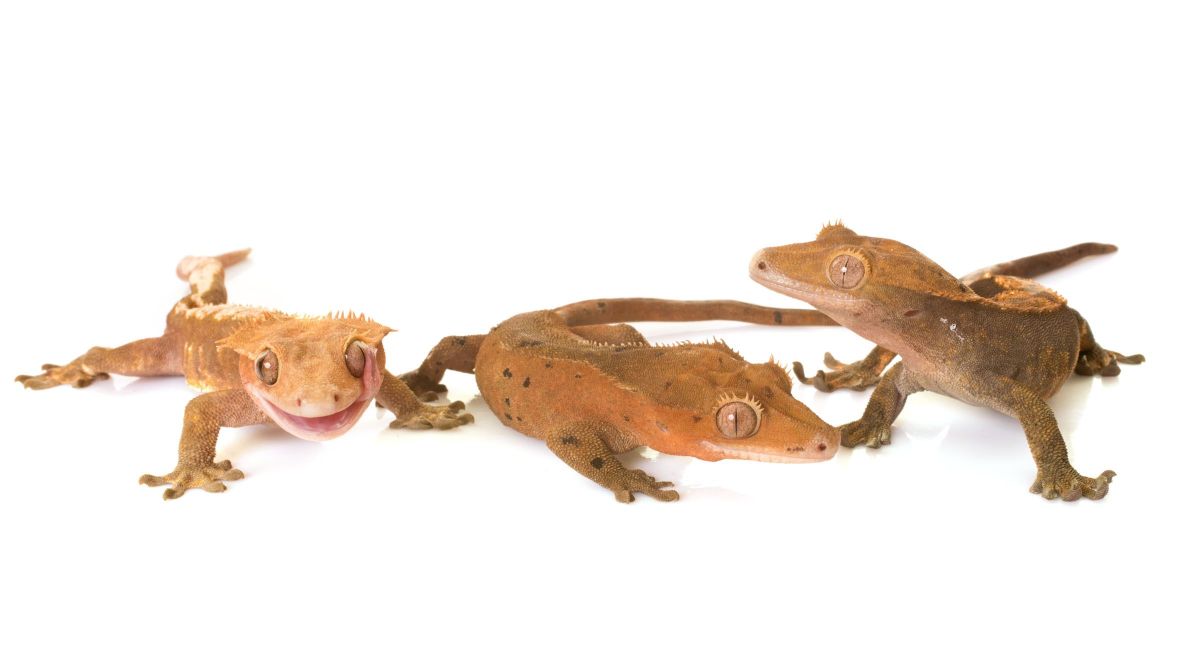 3 Crested Geckos - Post Image