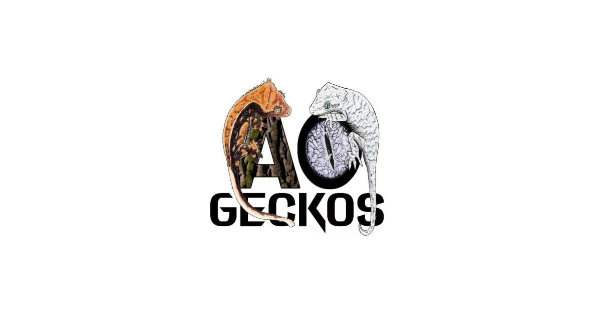 AO Geckos - Post Image