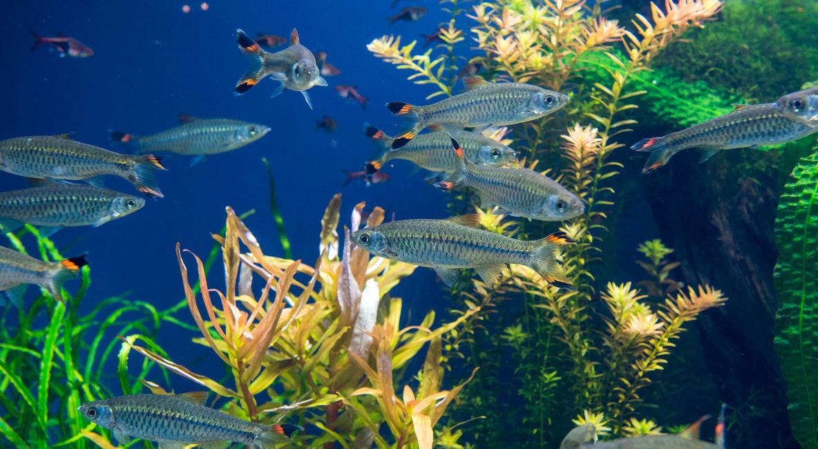 Aquarium With Blue Fish and Plants - List Image
