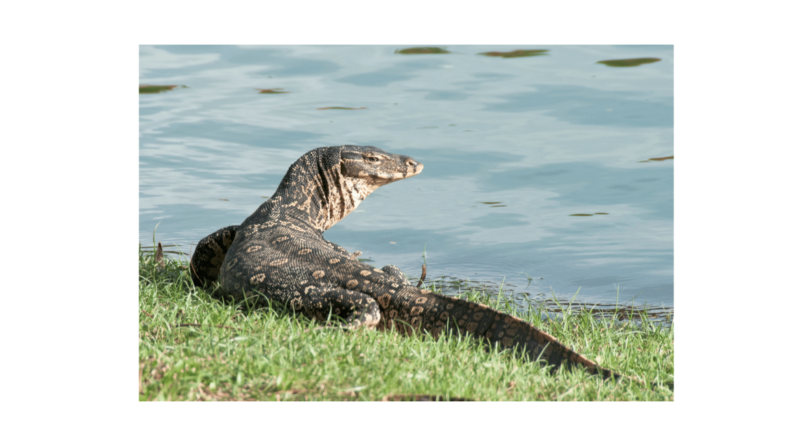 Asian Water Monitor on Water Bank - List Image