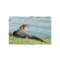 Asian Water Monitor on Water Bank - List Image