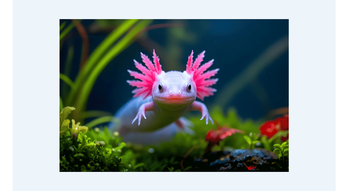 Axolotl - Post Image