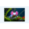 Axolotl - List Image 