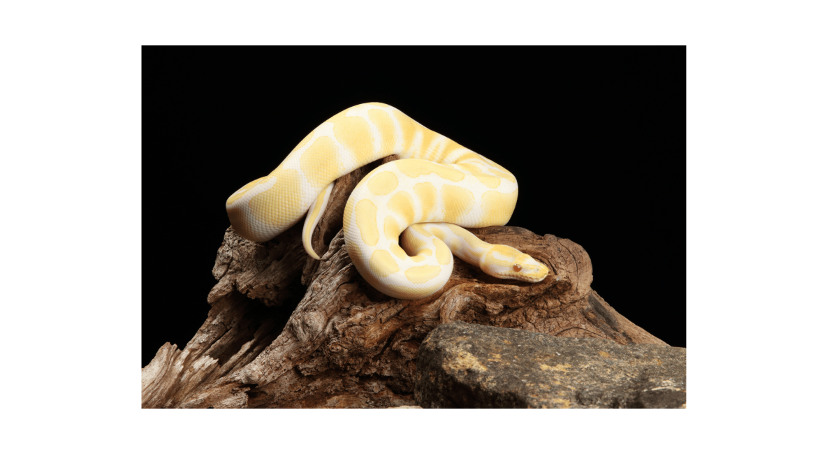 Ball Python - Post Image