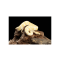 Ball Python - List Image