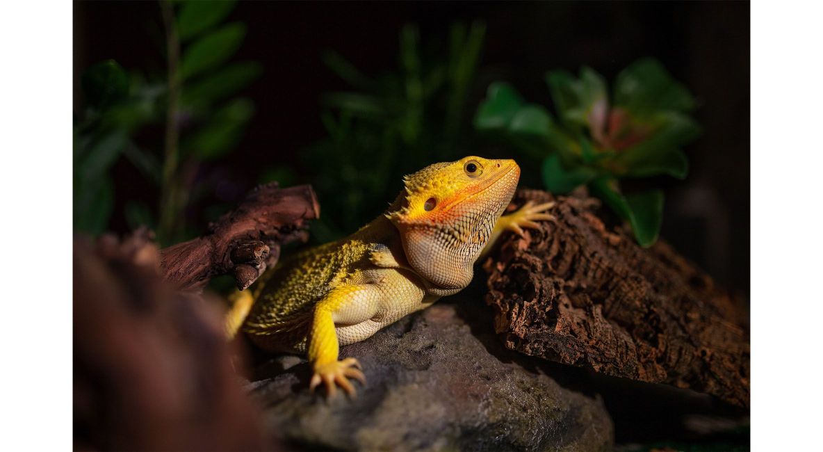 Bearded Agama in Natural Enclosure - Post Image