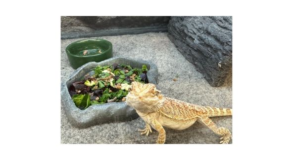 Bearded Dragon Enclosure - List Image