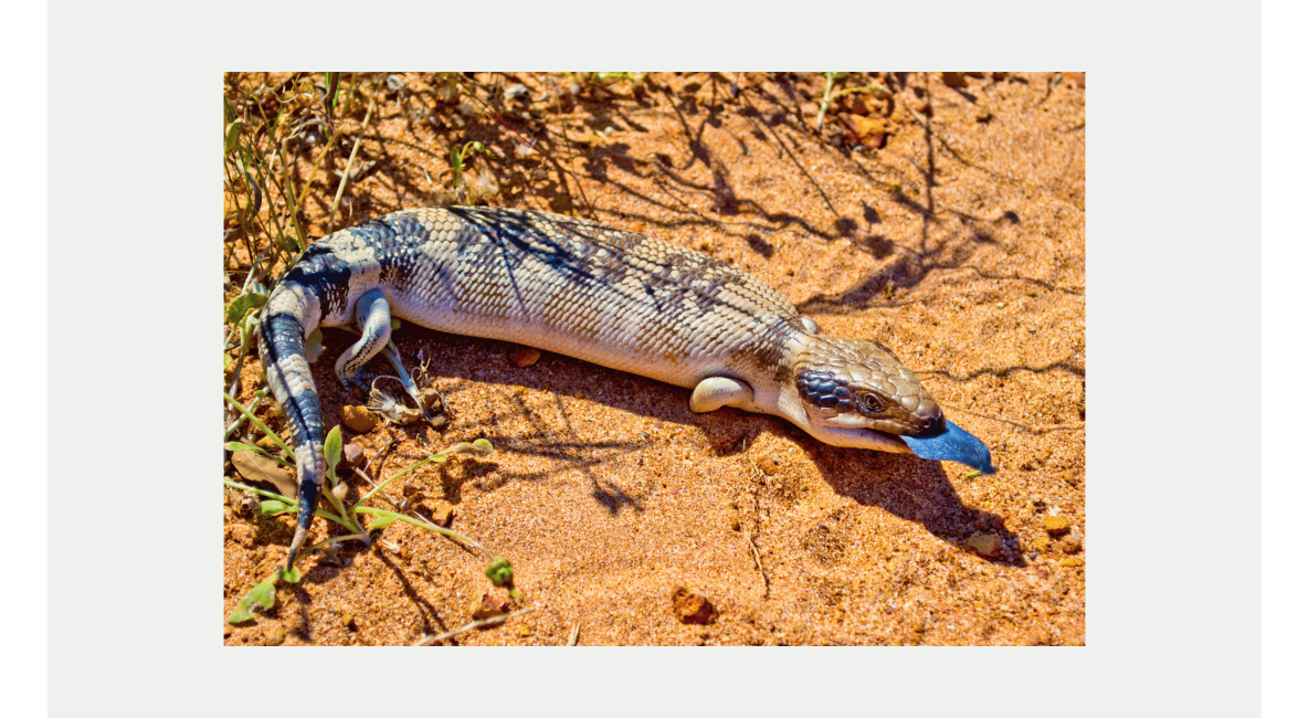 Blue Tongue Skink Care Guide: A Grounded, Hardy Lizard for Reliable Captive Keeping