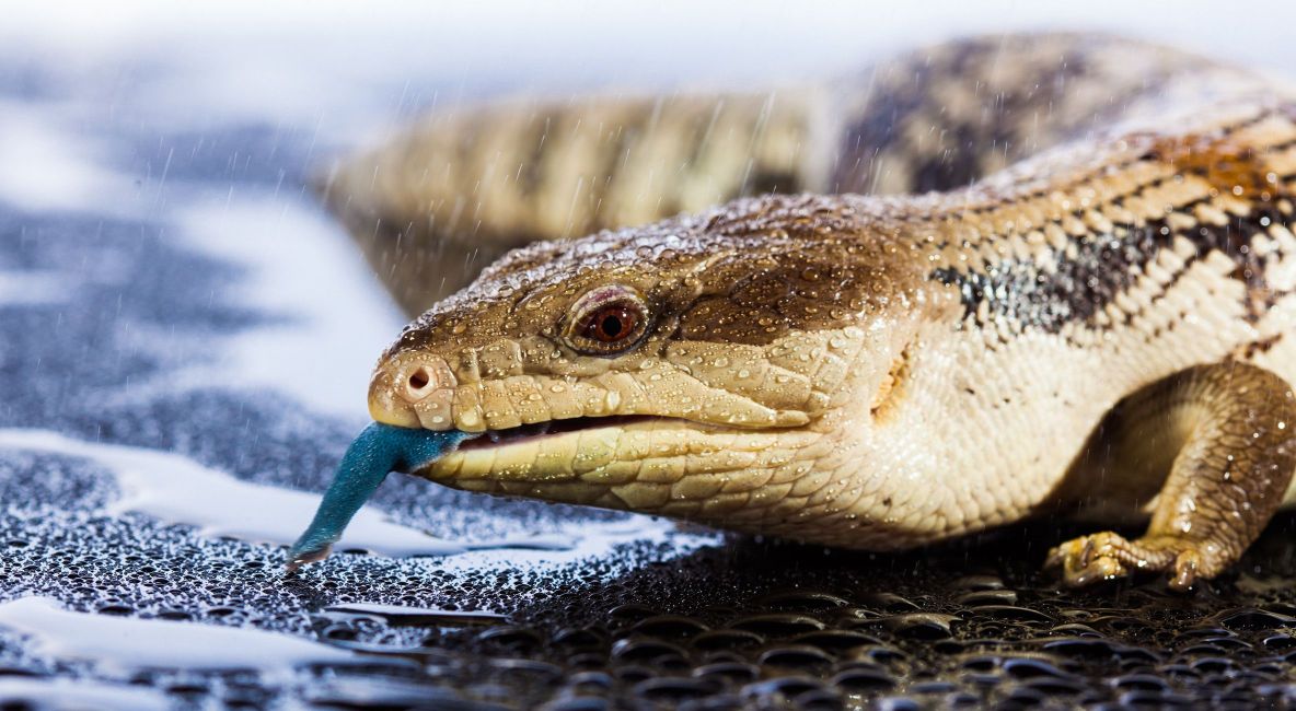 Animal Tongue Colours