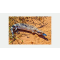 Blue Tongue Skink Care Guide: A Grounded, Hardy Lizard for Reliable Captive Keeping