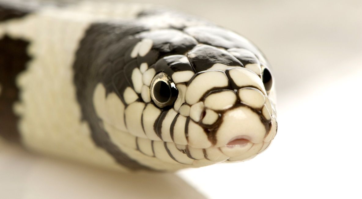 California Kingsnake Up Close - List Image