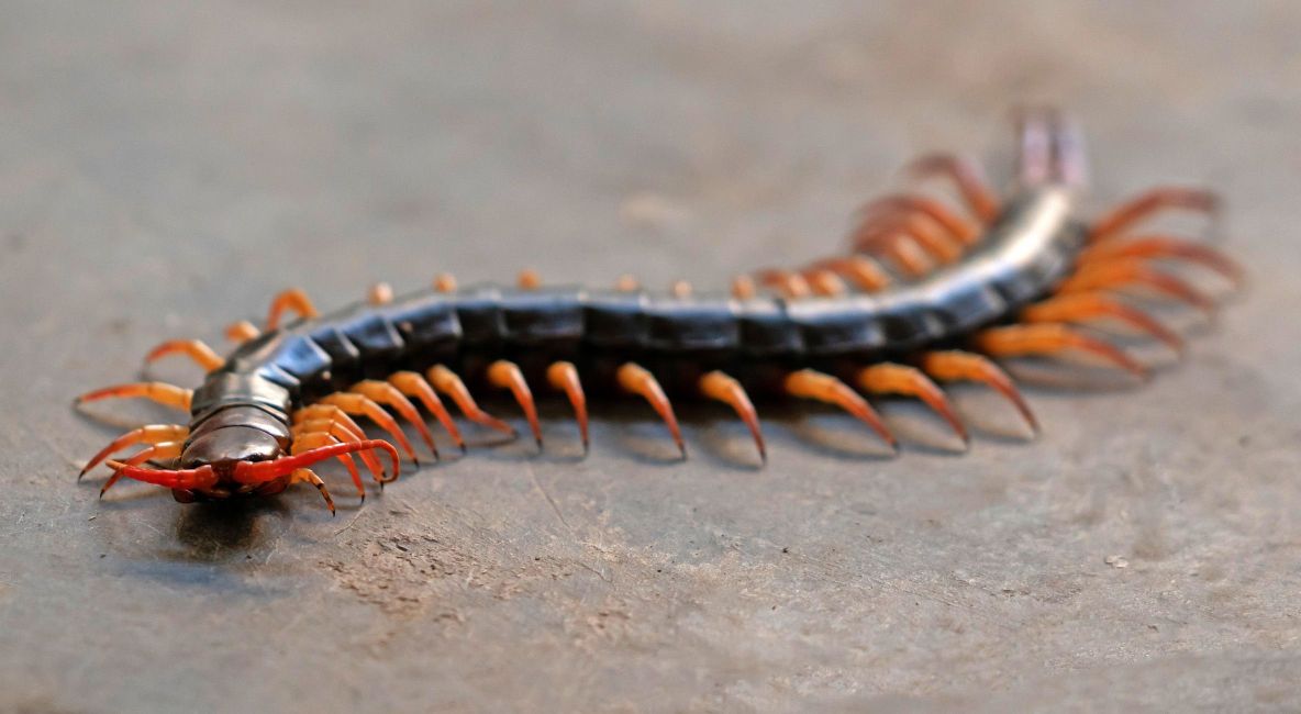 Centipede - List Image