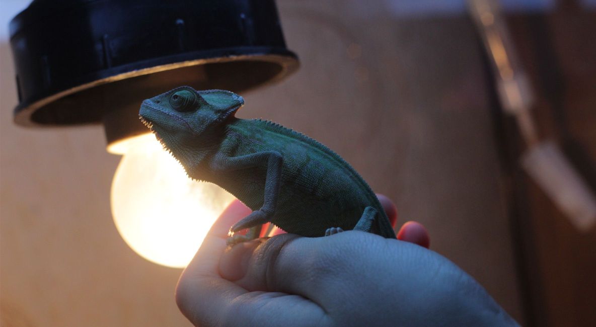 Chameleon Perching on Hand - Post Image