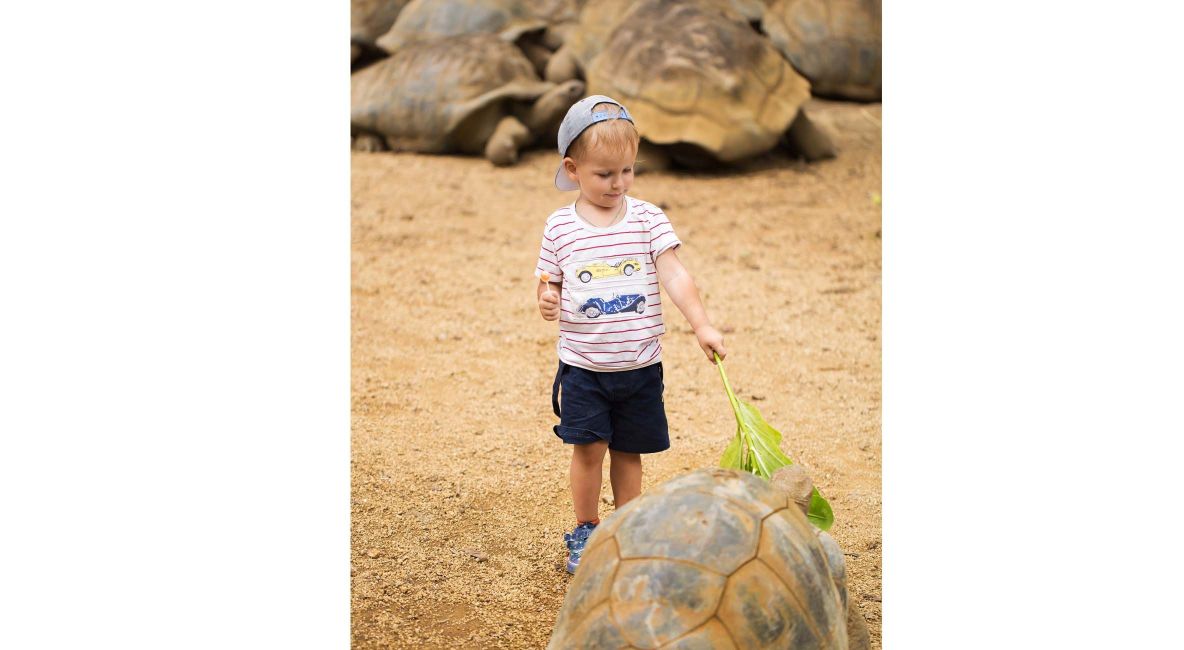 Child Feeding Tortoise - Post Image
