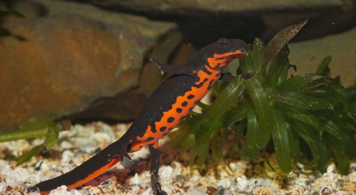 Chinese Fire Belly Newt Swimming - List Image