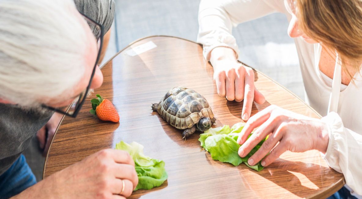 Couple Feeding Tortoise Greens - List Image