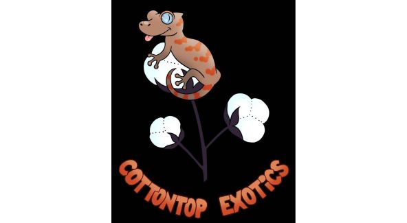 Cottontop Exotics - List Image