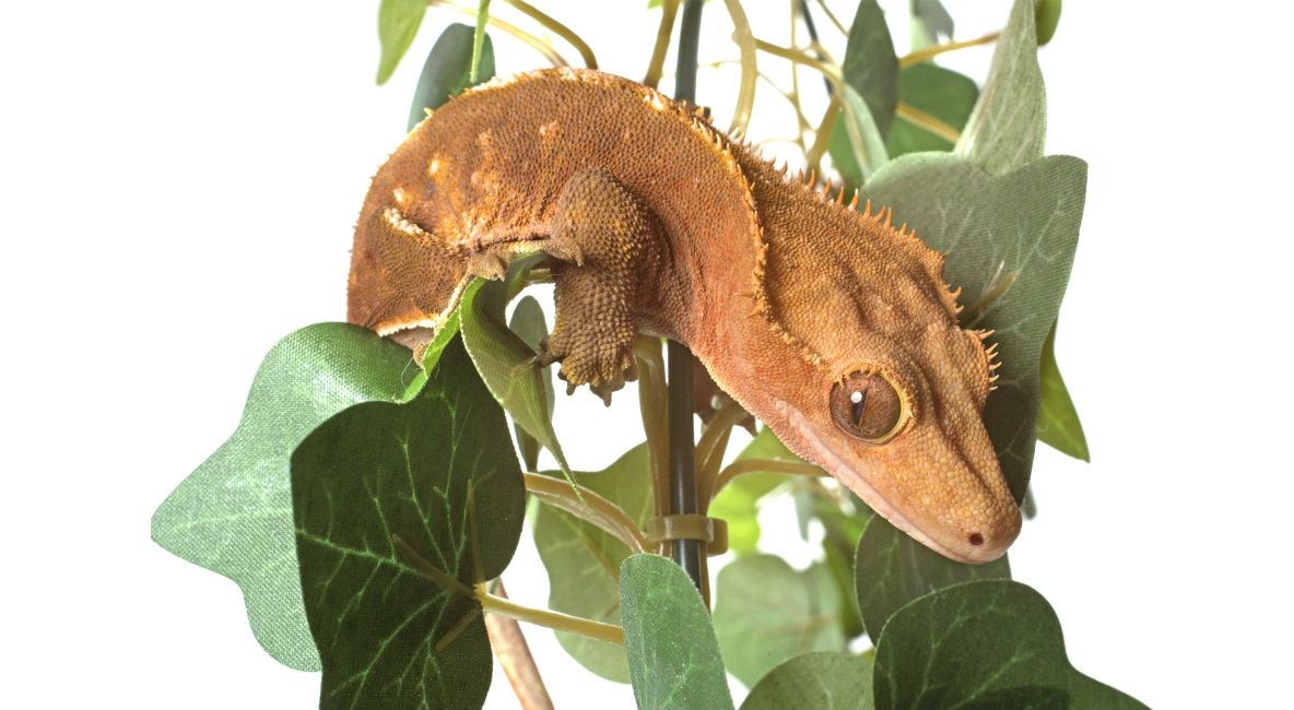 Crested Gecko in Studio - Post Image