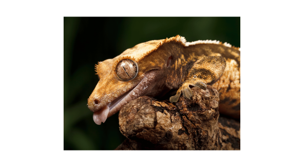 Crested Gecko - List Image 