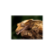 Crested Gecko - List Image 