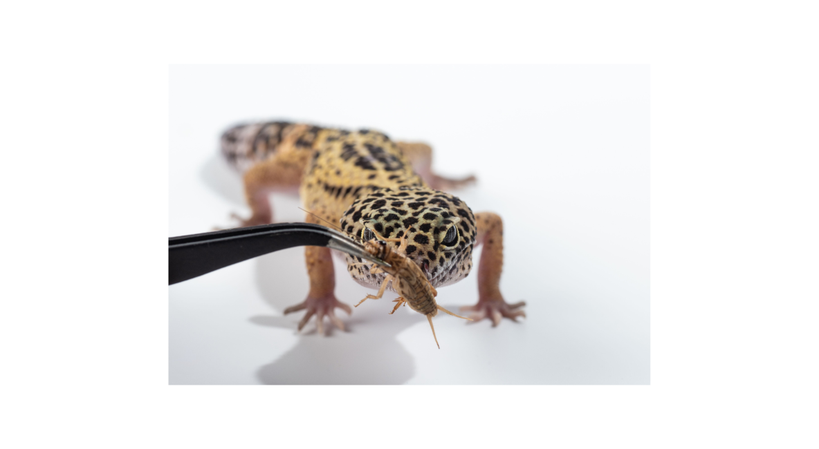 Feeding Leopard Gecko - List Image