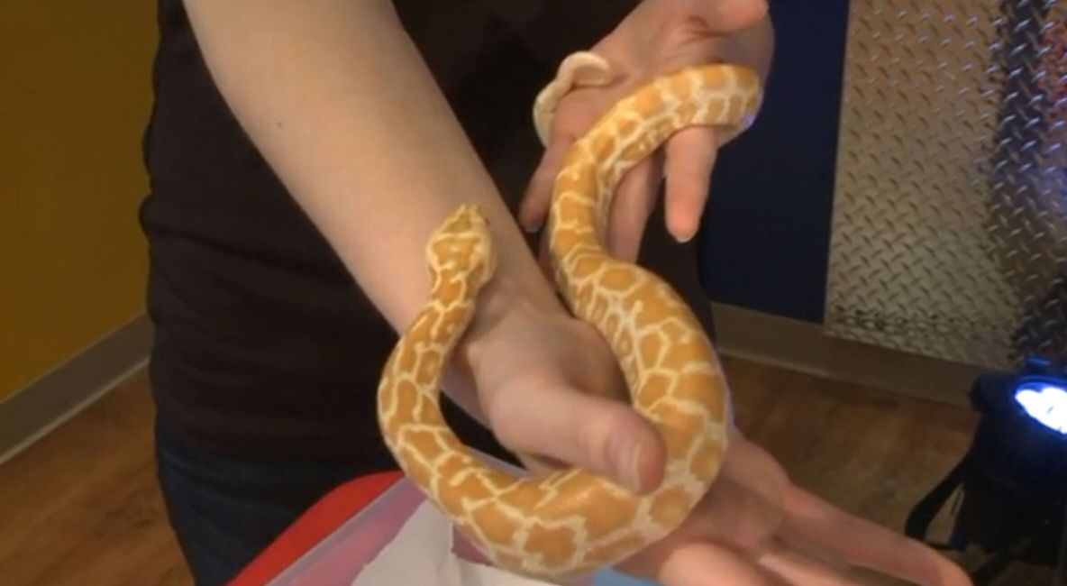 Fox 2 Holding Snake - Post Image