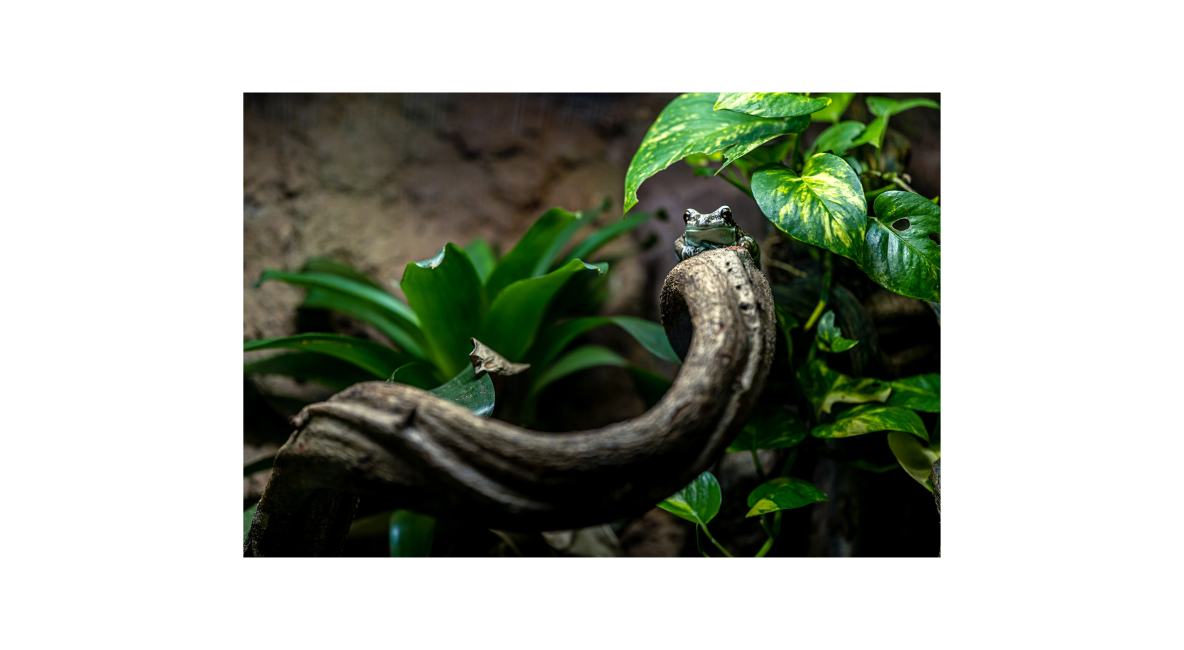 Frog Resting in Enclosure - List Image