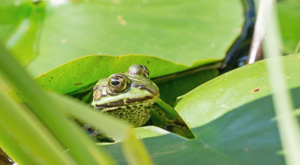 Frog Sitting Between Lily Pads - List Image