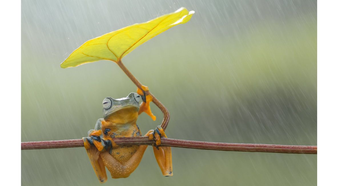 Frog Sitting Under Leaf in the Rain - List Image