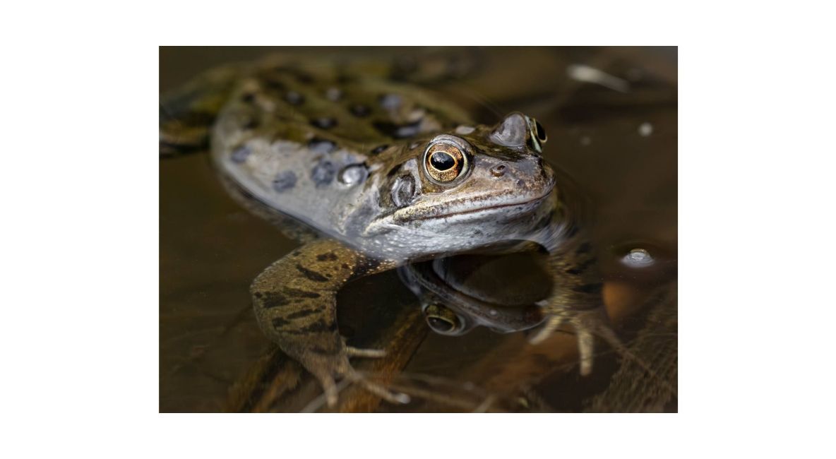 Frog in Water - Post Image