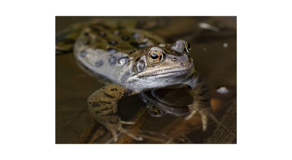 Frog in Water - List Image 