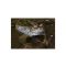 Frog in Water - List Image 