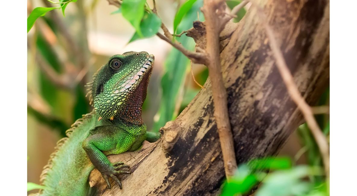 Green Asian Water Dragon in Tree - List Image