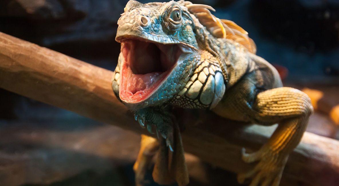 Green Iguana With Mouth Open - List Image