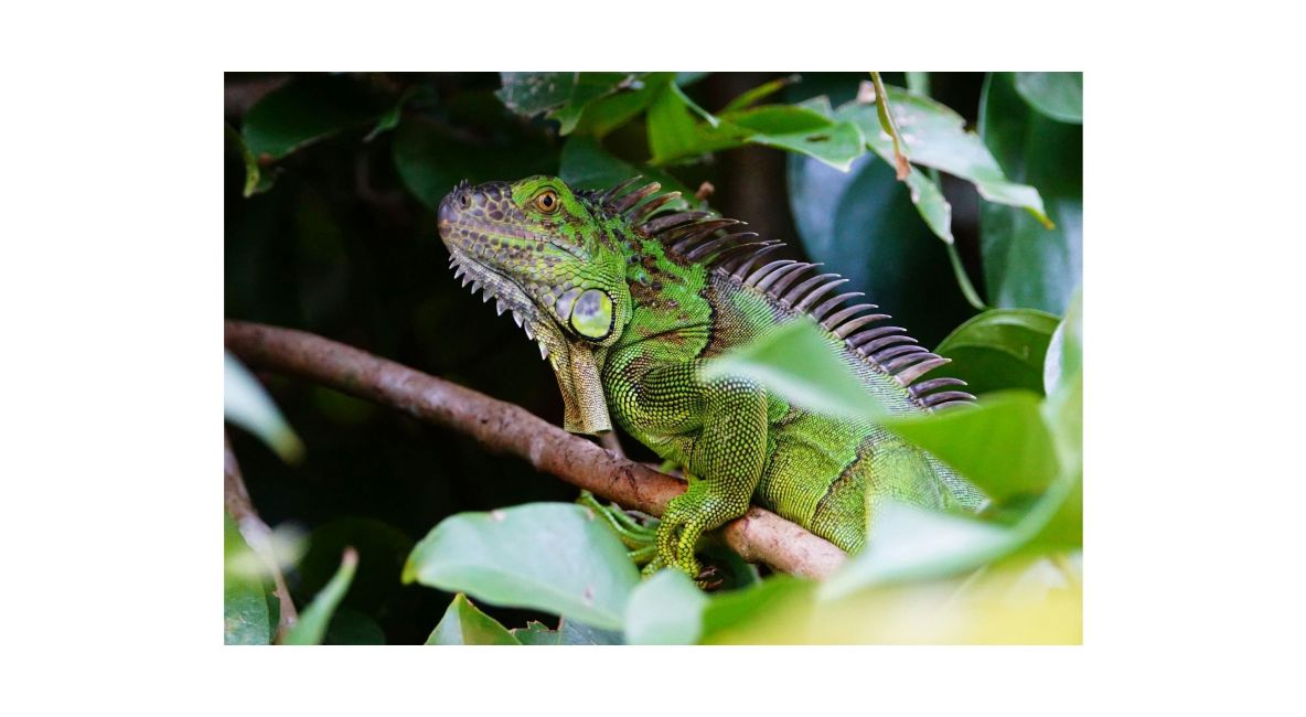 Green Iguana on Branch - Post Image