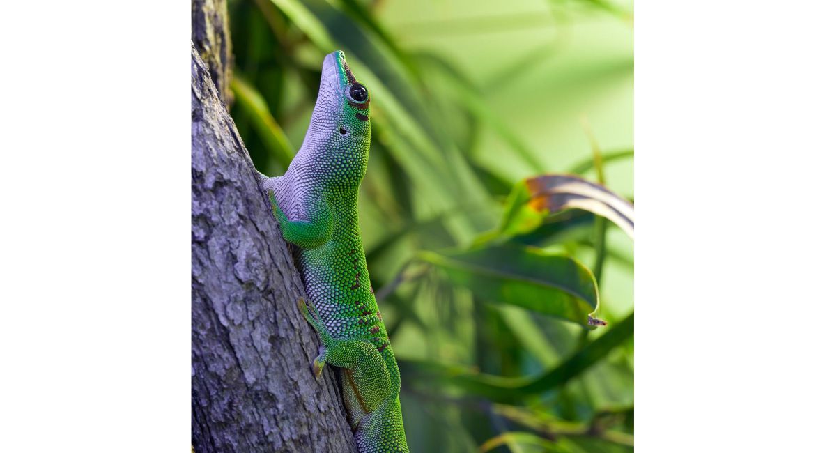 Green and Red Day Gecko - List Image