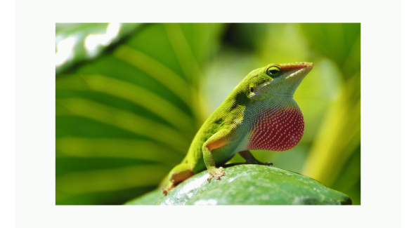 Green Anole - List Image