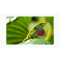 Green Anole - List Image