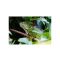 Green Iguana on Branch - List Image