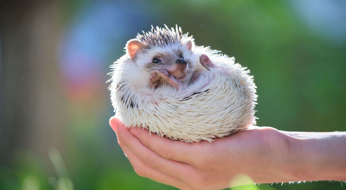 Hedgehog Laying In Hands - List Image