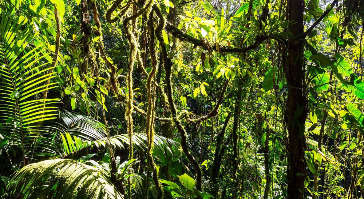 Green Tree’s and Vines - List Image