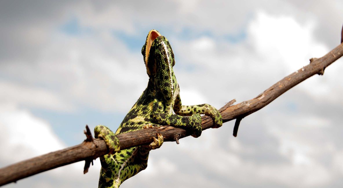 Indian Chameleon Gripping Branch - List Image