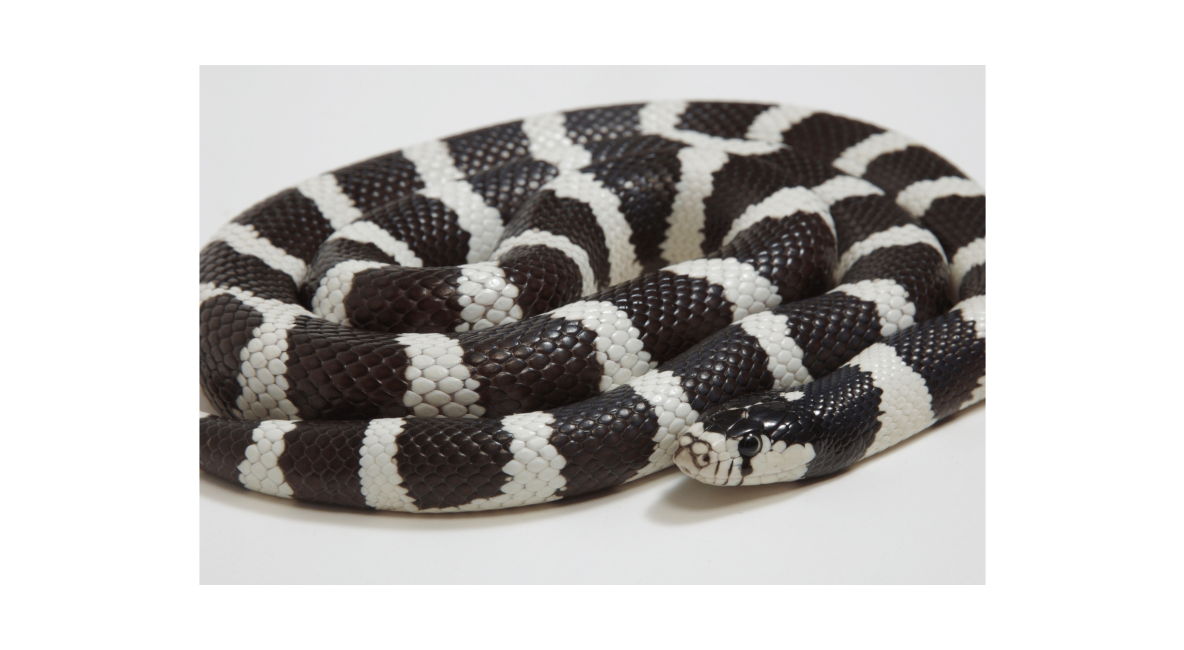 King Snake - List Image 