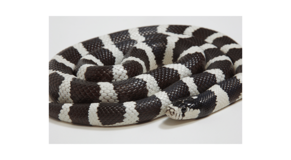 King Snake - List Image 