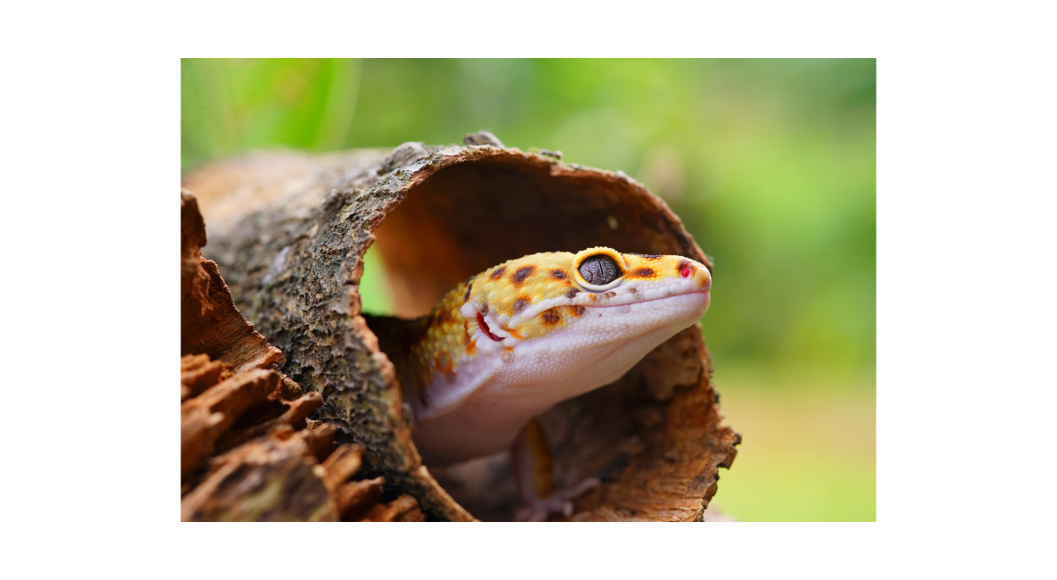 Leopard Gecko in Tree Bark - Post Image