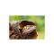 Leopard Gecko in Tree Bark - List Image