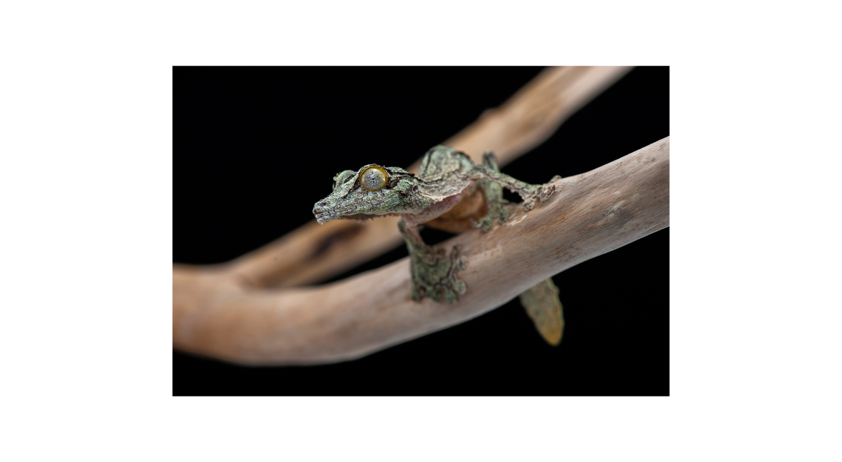 Leaf Tail Gecko on Branch - List Image