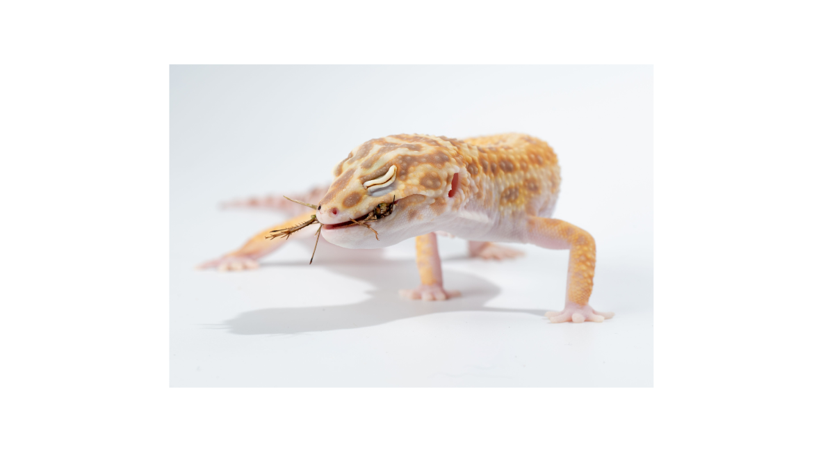 Leopard Gecko Enjoying Meal - Post Image