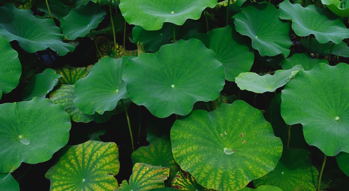 Lotus Leaves - Post Image