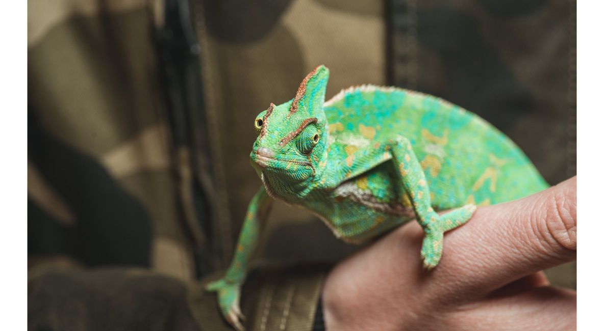 Man Holding Chameleon - List Image